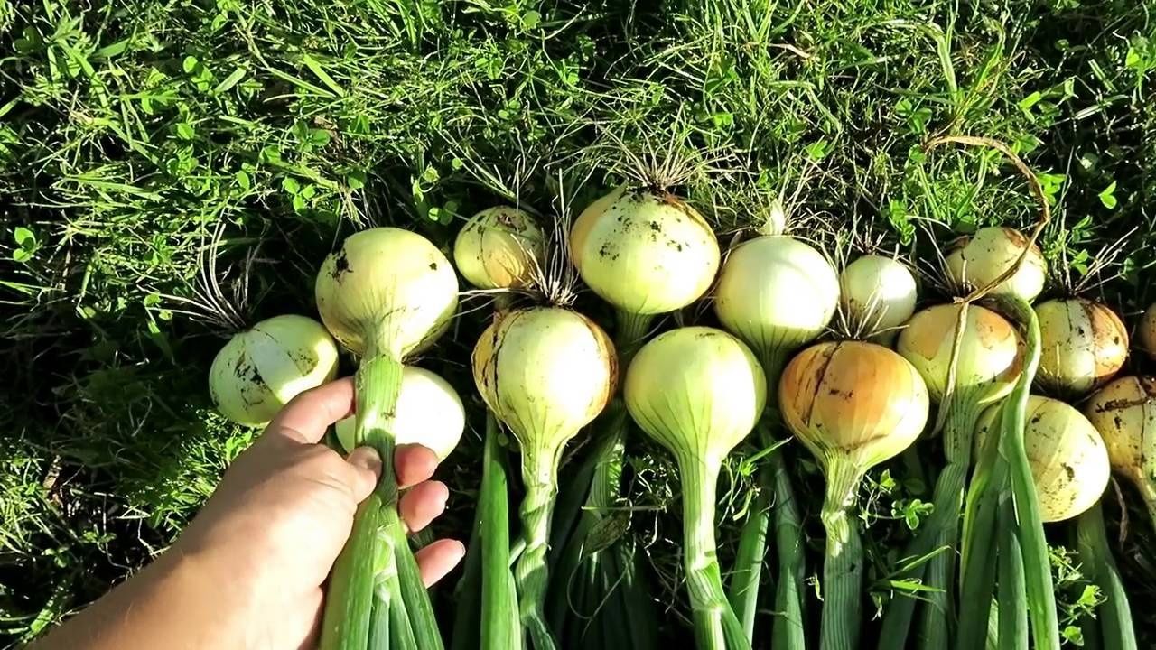 Белә идегезме- суган 68-83 көндә өлгерә