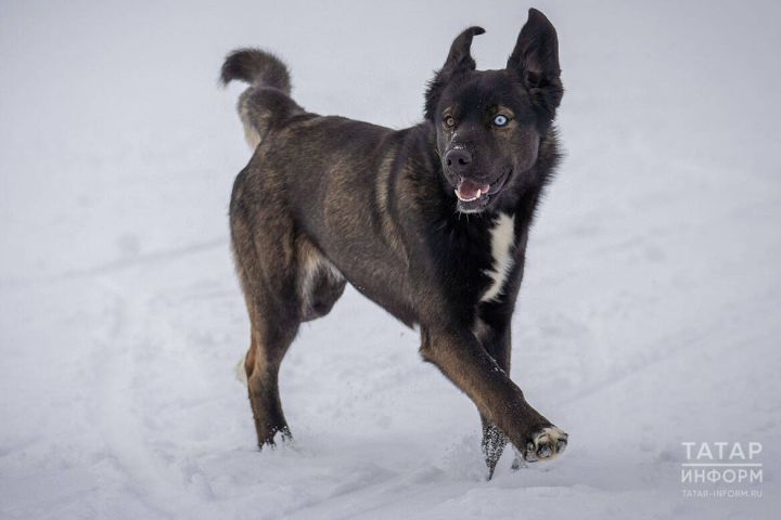Татарстанда сукбай этләргә контроль көчәйтелә