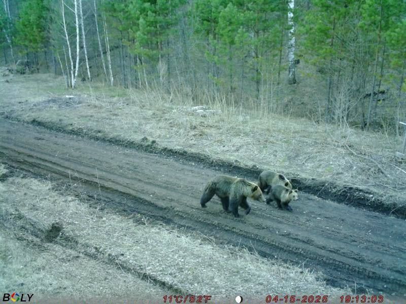 Замана аюлары юлдан җилдерә