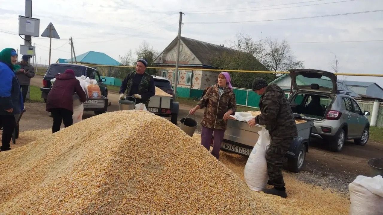 Авыл халкына кукуруз тараттылар