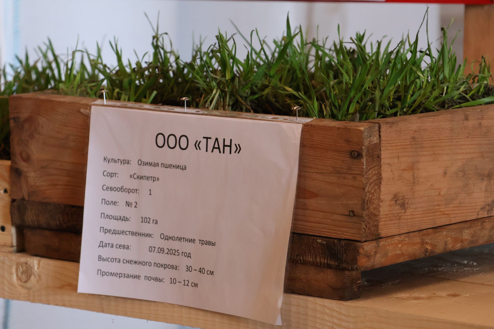 Уңышның нигезе- сыйфатлы орлык!