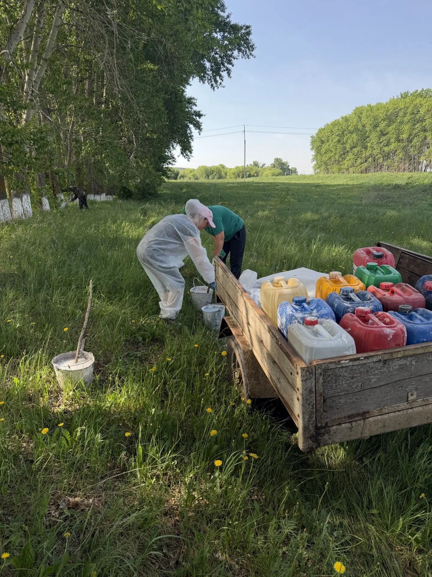 Актаныш юлларын акка буялган агачлар бизи