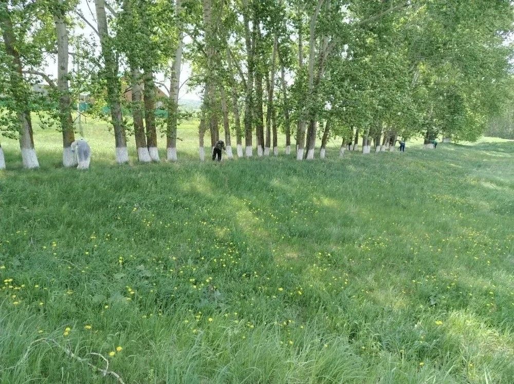 Актаныш юлларын акка буялган агачлар бизи