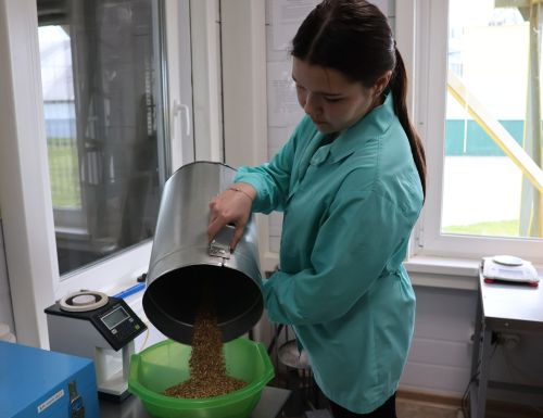 «Әнәк» агрофирмасы элеваторы явымлы көннәрдә дә эшен туктатмый