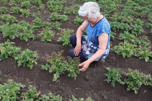 ТАБИГАТЬ БӘЛАСЕ: Чуракайда бәрәңгене 80% кырау суккан, коточкыч!(һәвәскәр бакчачылар киңәшләре дә бар)