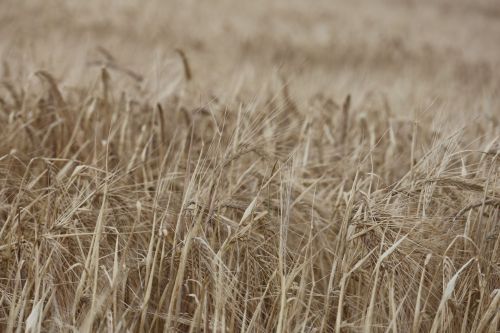 Уңыш язмышы үз кулыбызда: «Әнәк» агрофирмасыннан репортаж