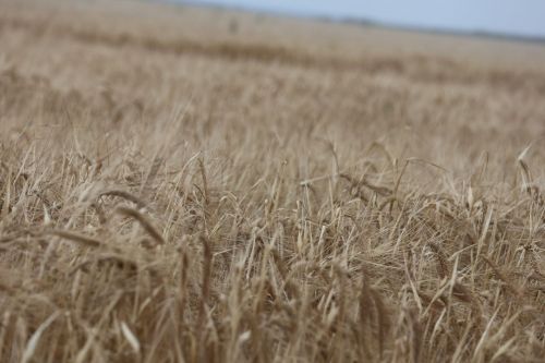 Уңыш язмышы үз кулыбызда: «Әнәк» агрофирмасыннан репортаж