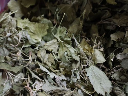 Ветераннарның «Сәламәтлек» клубына йөрүчеләр сугышчыларга шифалы чәйләр әзерли