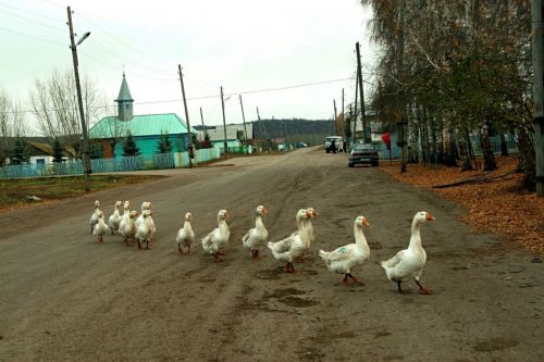 Авылларда каз өмәләре башланды
