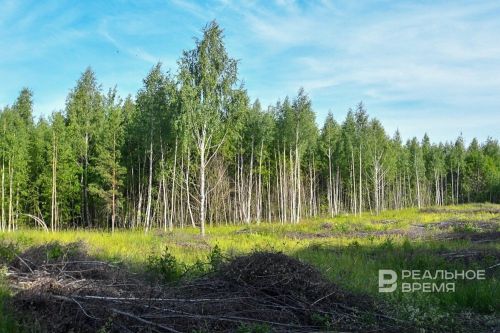 Татарстанда 2025 елда 3 мең гектарга якын урман мәйданы торгызылган