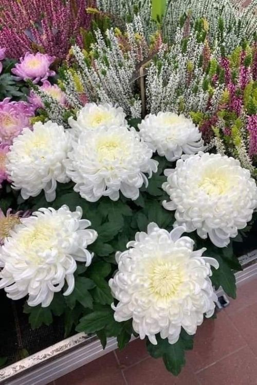 Салкынга чыдам чәчәкләрне утырта башлар чак җитә
