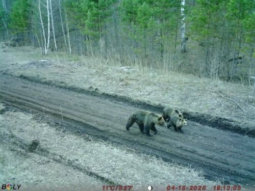 Замана аюлары юлдан җилдерә