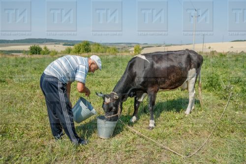 Савым сыеры асрасаң, ай саен 6,3 мең сум субсидия бирелә