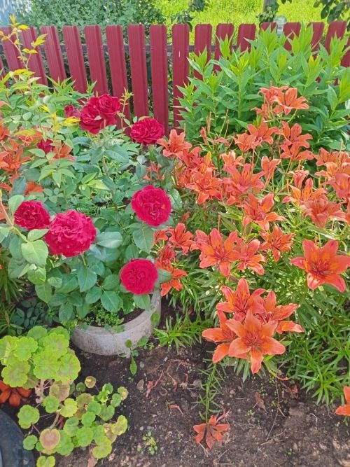 Кәзкәй авылыннан Фатыйма Рәхимованың чәчәкләре тирә-якка нур сибә