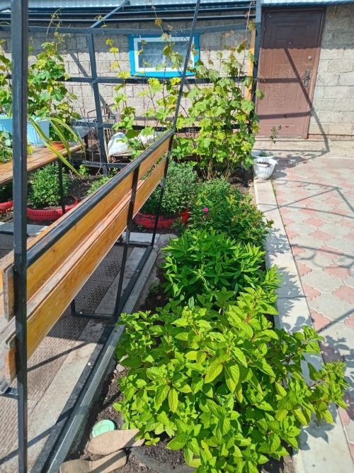 Кәзкәй авылыннан Фатыйма Рәхимованың чәчәкләре тирә-якка нур сибә