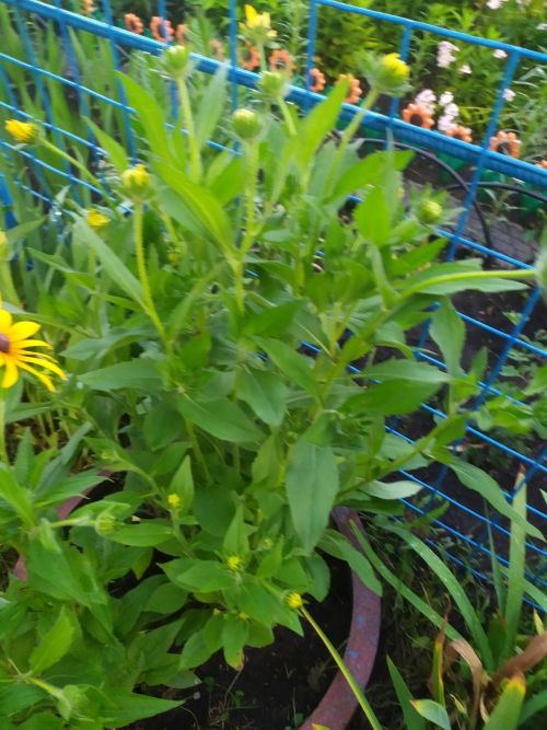 Камаловлар гаиләсе-хезмәт сөючәнлек һәм кунакчыллык үрнәге