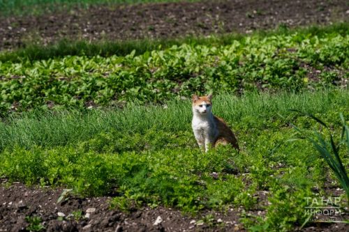 Июль ахырында бакчага ниләр чәчәргә була?