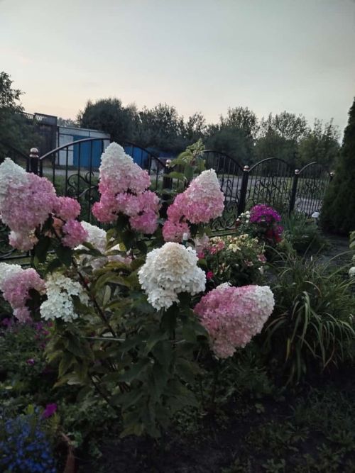 Гортензияне кышка ничек әзерләргә?