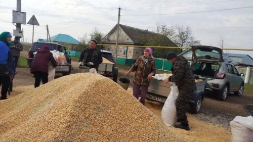 Авыл халкына кукуруз тараттылар