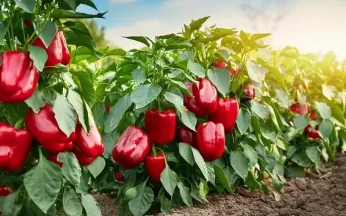 Борычны кайчан чәчәргә?