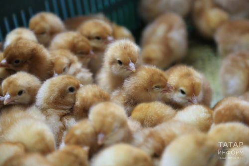 Яңа эш башлаучы авыл хуҗалыгы кулланучылар кооперативлары өчен грантларга гаризалар кабул ителә