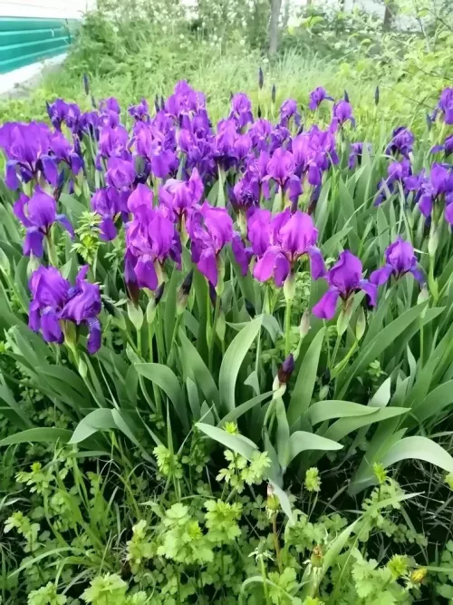 Үсемлекләрне ничек салкыннан тернәкләндерергә?