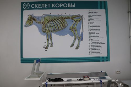 Авыл тормышына мәхәббәт: «Профдебют»та яшь ветеринарларны сынадылар
