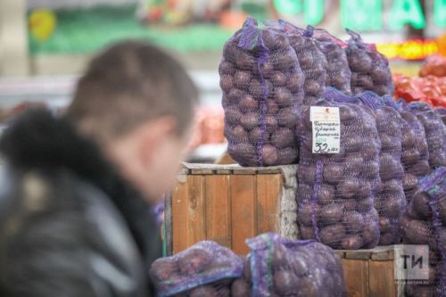 Бәрәңгене кайчан утыртырга? Аның төгәл вакыты бармы?