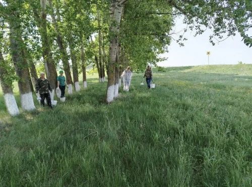 Актаныш юлларын акка буялган агачлар бизи