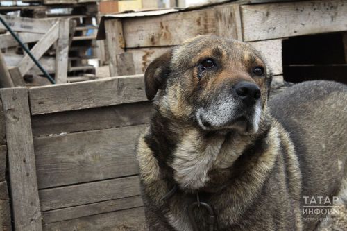 Татарстанда сукбай хайваннарга кагылышлы яңа тәртип гамәлгә кертелә