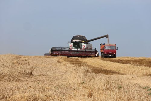 «Әнәк» агрофирмасы кырларында урып-җыю эшләре тулы куәткә бара