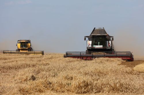 «Әнәк» агрофирмасы кырларында урып-җыю эшләре тулы куәткә бара
