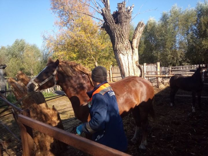 Районның баш ветеринария табибы: 3500 сарык һәм кәҗә, 260 ат чиплаштырылды