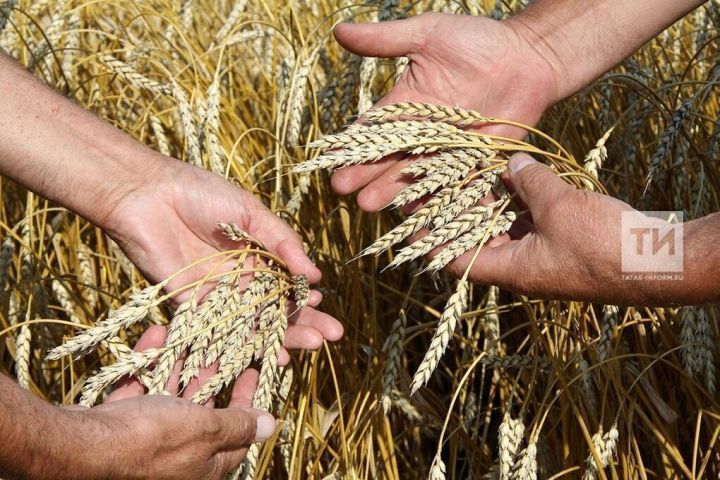 Татарстан Кытайга 18,5 мең тонна икмәкне экспортлады
