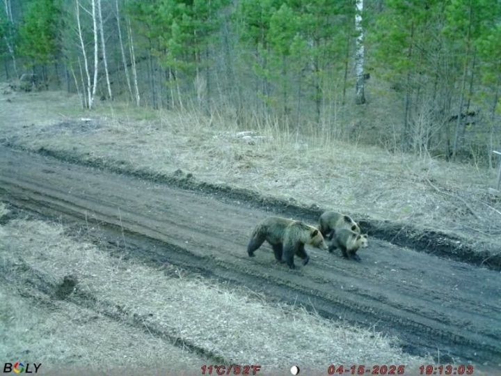 Замана аюлары юлдан җилдерә