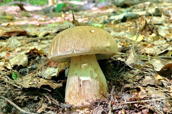 Гөмбә чыкты, агулана күрмәгез!