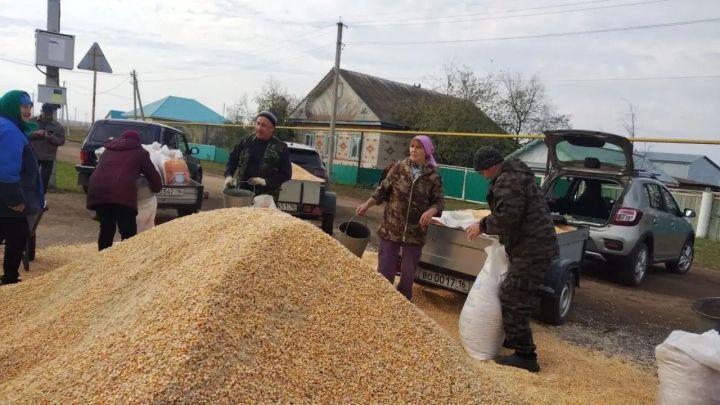 Авыл халкына кукуруз тараттылар