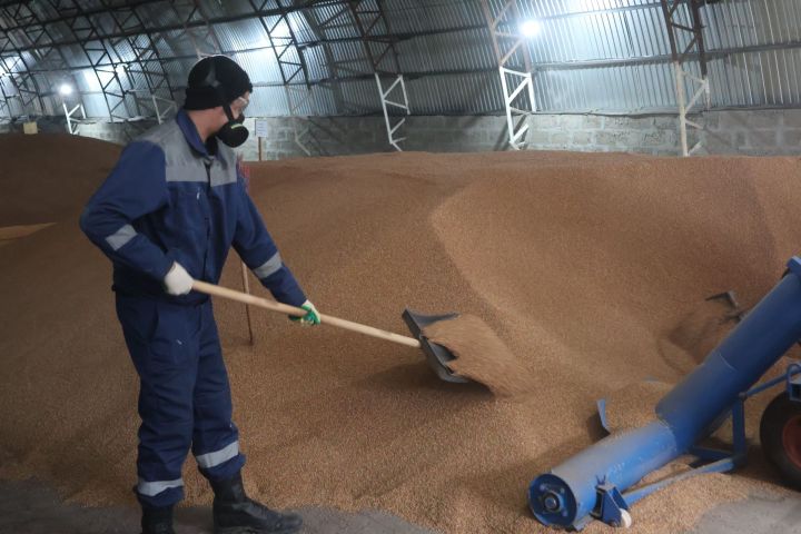 «Актаныш» агрофирмасында язгы кыр эшләре тулы куәткә бара: Бүген орлыкларны агулыйлар