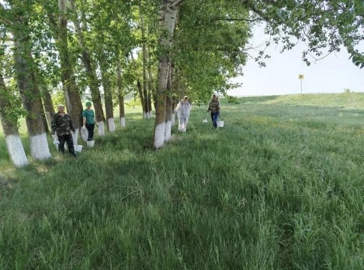 Актаныш юлларын акка буялган агачлар бизи